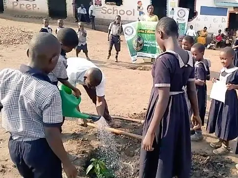 A pupil waters a freshly planted tree in a schoolyard