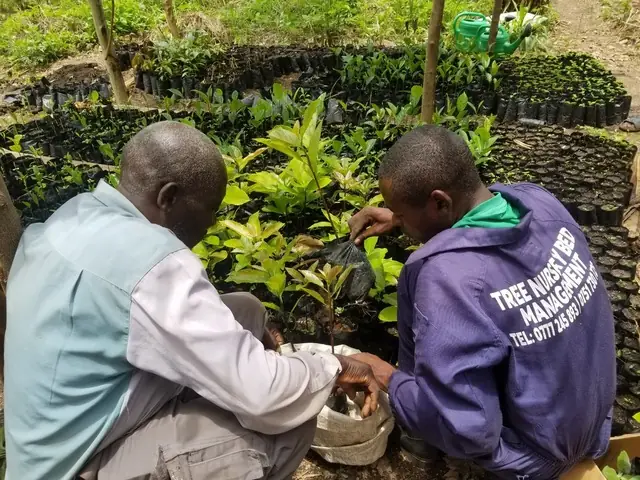 Two men inspect tree seedlings in a nursery
