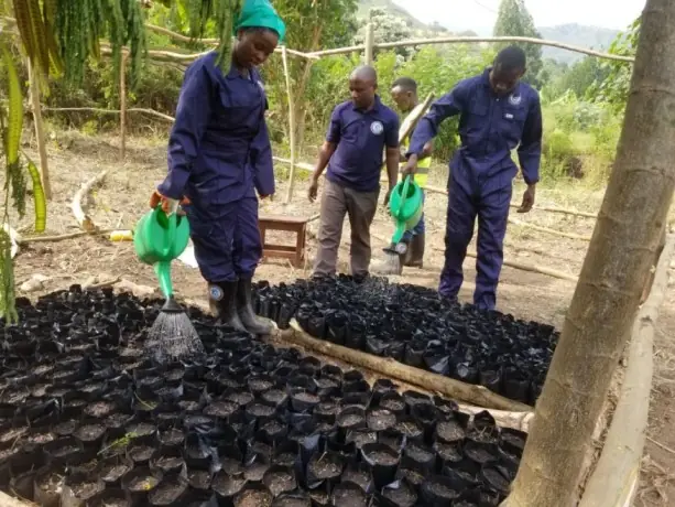 Volunteers water rows of potted seedlings in a tree nursery