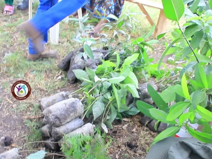 Close-up of young seedlings growing beside plastic bottles used as planters