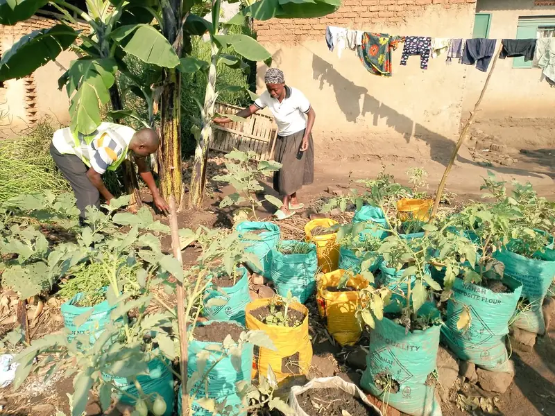 Vegetables grow in sacks and containers in a home compound