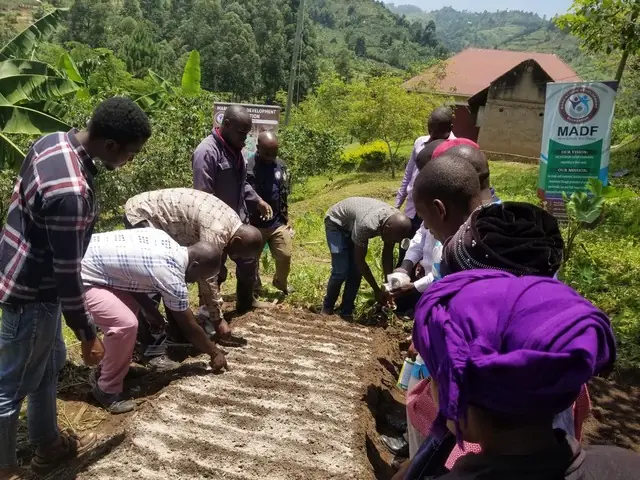Community members plant seedlings on a hillside garden